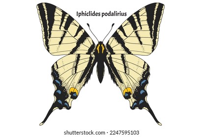 Beautiful Iphiclides podalirius or common name Scarce swallowtail, for coloring, easy to print