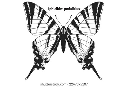 Beautiful Iphiclides podalirius or common name Scarce swallowtail, for coloring, easy to print