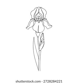 Beautiful iris blossom vector illustration detailed outline style elegance