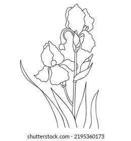 Schöne Irisblume. Zweig mit blühender Iris mit Blättern. Vektorgrafik. Lineare Handzeichnung, Skizze der Saisonpflanze Für Design, Dekoration, Verpackung, Werbung und Druck