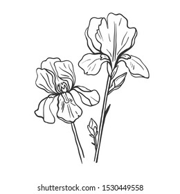 Beautiful iris flower isolated on white. Vector botanical linear sketch.