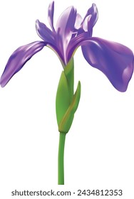 Beautiful iris flower isolated on white background. Spring and summer flower.