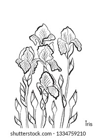 Beautiful Iris Flowers. Isolated vector illustration. Coloring page. Line art illustration. Spring time.