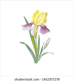 Spring Flowers Narcissus Tulip Isolated On Stock Illustration 690037069 ...