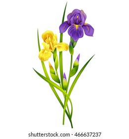 Beautiful Iris Flowers. Isolated vector illustration.