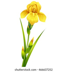 Beautiful Iris Flowers. Isolated vector illustration.