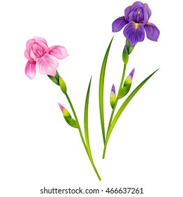 Hermosas Flores Iris. Ilustración vectorial aislada.