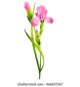 Beautiful Iris Flowers. Isolated vector illustration.