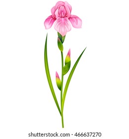 Beautiful Iris Flowers. Isolated vector illustration.