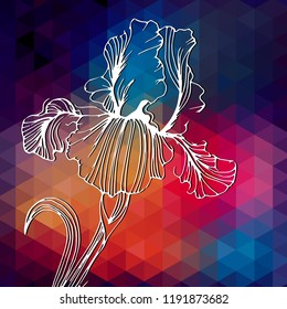 Beautiful Iris Flowers. Iris vector illustration.