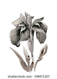 Beautiful iris painted in watercolor vector