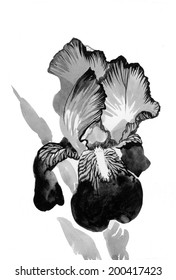 Beautiful iris painted in watercolor vector