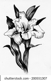 Beautiful iris painted in watercolor vector