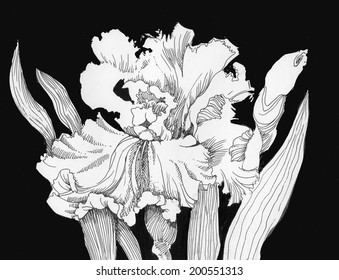 Beautiful iris painted in watercolor vector