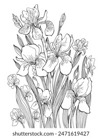 Beautiful Irises Flowers Coloring Book.Hand-drawn vector illustration.