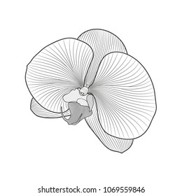 Beautiful isolated hand-drawn flower of an orchid. Element for design.