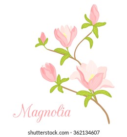Beautiful isolated magnolia tree branch with pink flowers, burgeons, green leaves on white background.