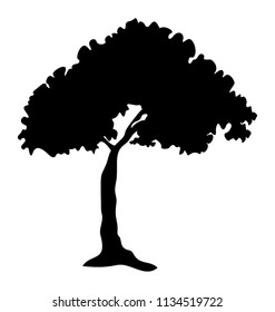 
Beautiful isolated oak tree
