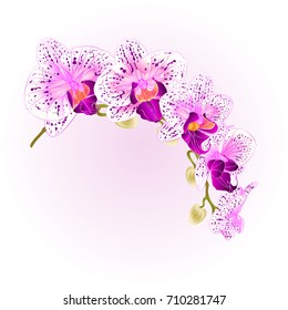 Beautiful isolated Orchid Phalaenopsis purple and white stem with flowers and buds vintage vector closeup editable illustration hand draw