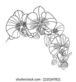 Beautiful isolated Phalaenopsis Orchid outline stem with flowers and  buds  on a white background vintage  vector closeup editable illustration editable hand draw