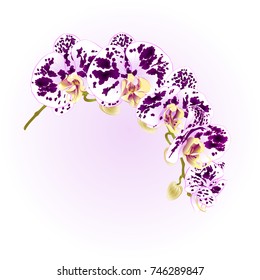 Beautiful isolated Phalaenopsis Orchid spotted white and purple stem with flowers and  buds   vintage  vector closeup editable illustration hand draw