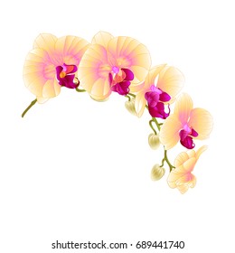 Beautiful isolated  Phalaenopsis Orchid Yellow stem with flowers and  buds   vintage  vector closeup editable illustration hand draw