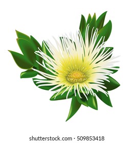 Beautiful Isolated South African Flower Sceletium Tortuosum Kanna Plant Vector