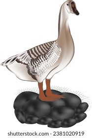 Schönes, isoliertes Schwan-Vektordesign