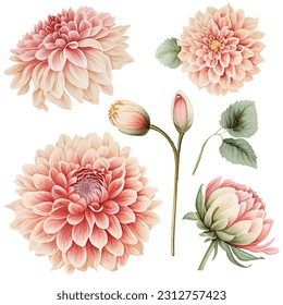 Beautiful isolated watercolor dahlia six piece set