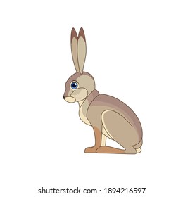 A beautiful jackrabbit (Lepus californicus) or American desert hare sits. Scene from wild. Cartoon character vector flat illustration isolated on a white background.
