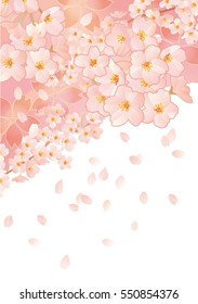 Beautiful Japanese cherry tree