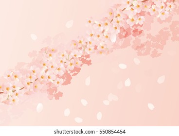 Beautiful Japanese cherry tree