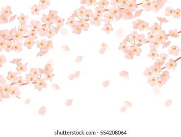 Beautiful Japanese cherry tree