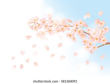 Beautiful Japanese cherry tree