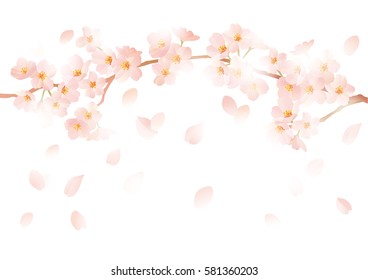 Beautiful Japanese cherry tree