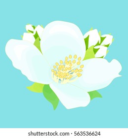 beautiful jasmine flower with buds vector illustration