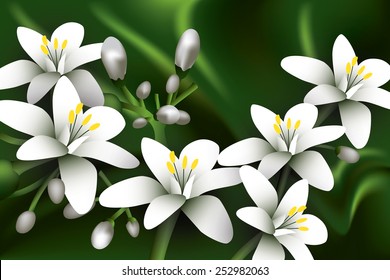 Beautiful jasmine flowers.