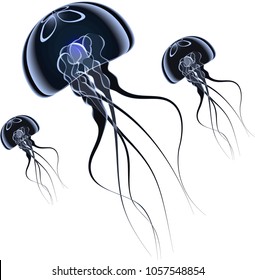 beautiful jellyfish floating slowly isolation on white background