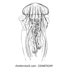 Beautiful jellyfish hand drawn sketch Underwater world Vector illustration