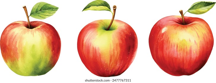 Beautiful juicy ripe red apple isolated on white background. Watercolor vector illustration