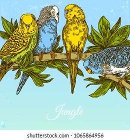 Beautiful jungle background with parrots. Color card. Engraving style. Vector illustration.