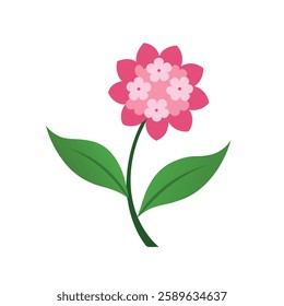 A beautiful Kalmia plant on a white background, highlighting its delicate flowers and natural charm.