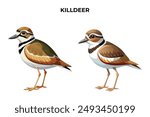 Beautiful Killdeer on white background vector illustration