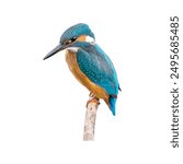 A beautiful Kingfisher bird sitting on a branch, Сommon kingfisher, Alcedo atthis.