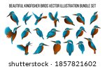 beautiful kingfisher birds vector illustration bundle set with gradient color