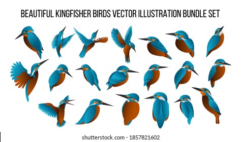 beautiful kingfisher birds vector illustration bundle set with gradient color