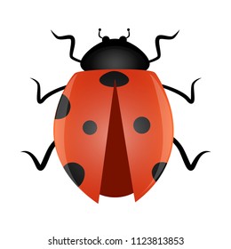 Beautiful ladybird vector