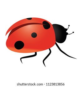 Beautiful ladybird vector