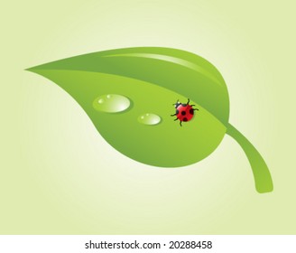 beautiful ladybug on a green leaf