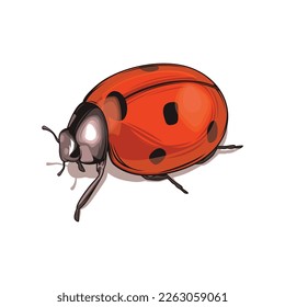 Beautiful Ladybug vector illustration. Isolated on white background. Wildlife animal design.